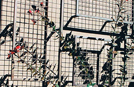 Bougainvillea Wall Trellis